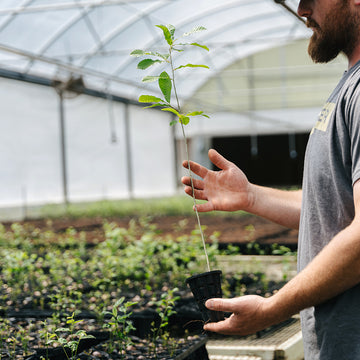 image of Gobbler Sawtooth seedling.